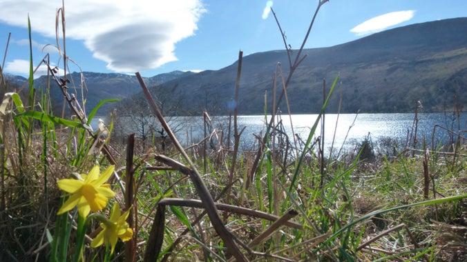 A spring view of Ennerdale water with yellow daffodils in the foreground
